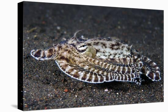 A Mimic Octopus (Thaumoctopus Mimicus) Makes A 'Poisonous Sole' Impression, Java Sea, Puri Jati-Alex Mustard-Stretched Canvas