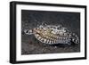 A Mimic Octopus (Thaumoctopus Mimicus) Makes A 'Poisonous Sole' Impression, Java Sea, Puri Jati-Alex Mustard-Framed Photographic Print