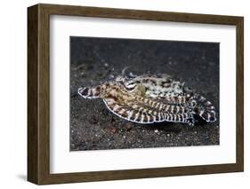 A Mimic Octopus (Thaumoctopus Mimicus) Makes A 'Poisonous Sole' Impression, Java Sea, Puri Jati-Alex Mustard-Framed Photographic Print