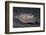 A Mimic Octopus (Thaumoctopus Mimicus) Makes A 'Poisonous Sole' Impression, Java Sea, Puri Jati-Alex Mustard-Framed Photographic Print