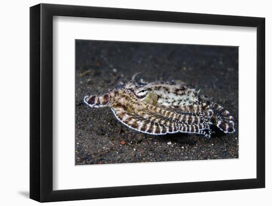 A Mimic Octopus (Thaumoctopus Mimicus) Makes A 'Poisonous Sole' Impression, Java Sea, Puri Jati-Alex Mustard-Framed Photographic Print