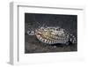 A Mimic Octopus (Thaumoctopus Mimicus) Makes A 'Poisonous Sole' Impression, Java Sea, Puri Jati-Alex Mustard-Framed Photographic Print