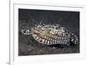 A Mimic Octopus (Thaumoctopus Mimicus) Makes A 'Poisonous Sole' Impression, Java Sea, Puri Jati-Alex Mustard-Framed Photographic Print