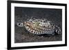 A Mimic Octopus (Thaumoctopus Mimicus) Makes A 'Poisonous Sole' Impression, Java Sea, Puri Jati-Alex Mustard-Framed Photographic Print