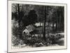 A Miner's Cabin by the American River, California, United States of America-null-Mounted Giclee Print