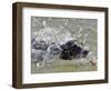 A Mini Italian Greyhound Named Gi-null-Framed Photographic Print