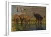 A Miragaia Dinosaur Bellows in Protest as Others Try to Join Him in the Marsh-null-Framed Art Print