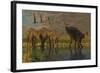 A Miragaia Dinosaur Bellows in Protest as Others Try to Join Him in the Marsh-null-Framed Art Print