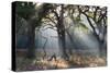 A Misty Autumn Morning Forest Scene in Richmond Park-Alex Saberi-Stretched Canvas