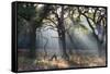 A Misty Autumn Morning Forest Scene in Richmond Park-Alex Saberi-Framed Stretched Canvas