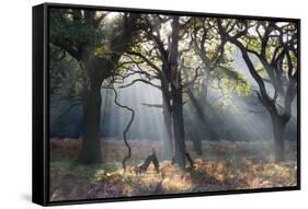 A Misty Autumn Morning Forest Scene in Richmond Park-Alex Saberi-Framed Stretched Canvas