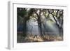 A Misty Autumn Morning Forest Scene in Richmond Park-Alex Saberi-Framed Photographic Print