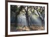 A Misty Autumn Morning Forest Scene in Richmond Park-Alex Saberi-Framed Photographic Print