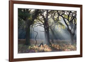 A Misty Autumn Morning Forest Scene in Richmond Park-Alex Saberi-Framed Photographic Print