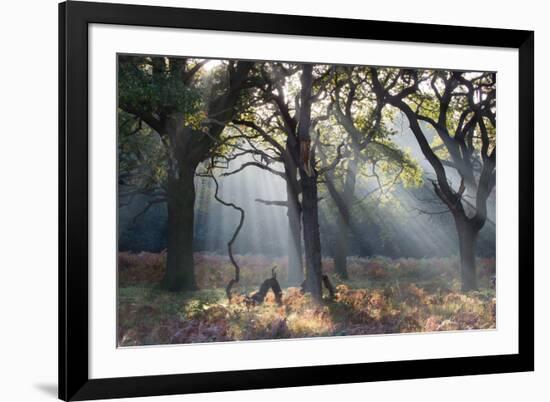 A Misty Autumn Morning Forest Scene in Richmond Park-Alex Saberi-Framed Photographic Print