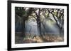 A Misty Autumn Morning Forest Scene in Richmond Park-Alex Saberi-Framed Photographic Print