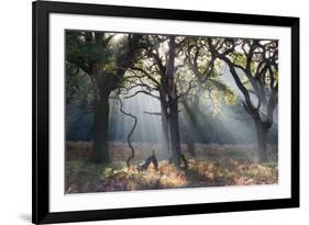 A Misty Autumn Morning Forest Scene in Richmond Park-Alex Saberi-Framed Photographic Print