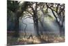 A Misty Autumn Morning Forest Scene in Richmond Park-Alex Saberi-Mounted Photographic Print