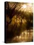 A Misty Brook Early in the Morning in Richmond Park-Alex Saberi-Stretched Canvas