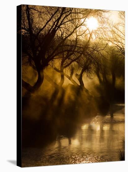 A Misty Brook Early in the Morning in Richmond Park-Alex Saberi-Stretched Canvas