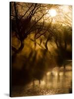 A Misty Brook Early in the Morning in Richmond Park-Alex Saberi-Stretched Canvas