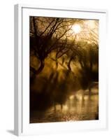 A Misty Brook Early in the Morning in Richmond Park-Alex Saberi-Framed Photographic Print