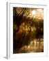 A Misty Brook Early in the Morning in Richmond Park-Alex Saberi-Framed Photographic Print