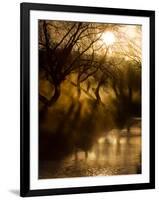 A Misty Brook Early in the Morning in Richmond Park-Alex Saberi-Framed Photographic Print