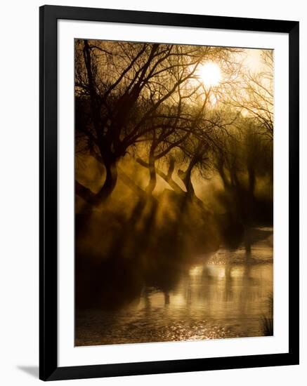 A Misty Brook Early in the Morning in Richmond Park-Alex Saberi-Framed Photographic Print