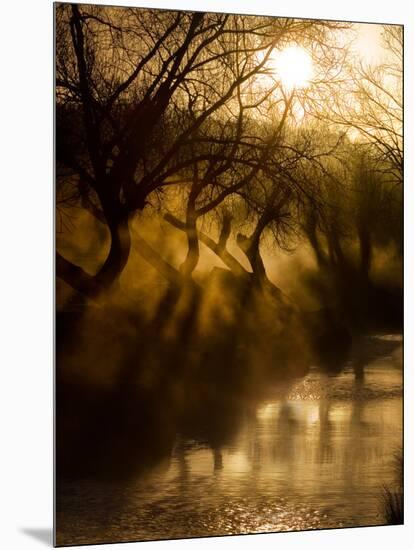 A Misty Brook Early in the Morning in Richmond Park-Alex Saberi-Mounted Photographic Print