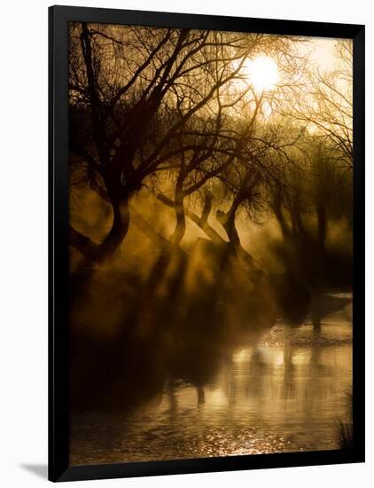 A Misty Brook Early in the Morning in Richmond Park-Alex Saberi-Framed Photographic Print