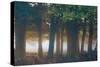 A Misty Forest in Richmond Park-Alex Saberi-Stretched Canvas