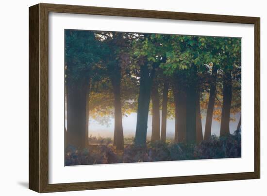 A Misty Forest in Richmond Park-Alex Saberi-Framed Photographic Print