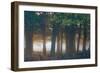 A Misty Forest in Richmond Park-Alex Saberi-Framed Photographic Print