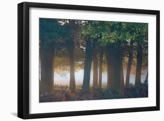 A Misty Forest in Richmond Park-Alex Saberi-Framed Photographic Print