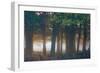 A Misty Forest in Richmond Park-Alex Saberi-Framed Photographic Print