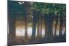 A Misty Forest in Richmond Park-Alex Saberi-Mounted Photographic Print