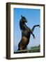 A Modern-Day Horse like Bucephalas, the Stallion Alex,Er Rode. Thessaly, Greece., 1990S (Photo)-James L Stanfield-Framed Giclee Print