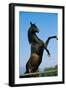 A Modern-Day Horse like Bucephalas, the Stallion Alex,Er Rode. Thessaly, Greece., 1990S (Photo)-James L Stanfield-Framed Giclee Print