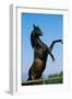 A Modern-Day Horse like Bucephalas, the Stallion Alex,Er Rode. Thessaly, Greece., 1990S (Photo)-James L Stanfield-Framed Giclee Print