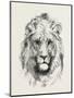 A Modern Lion-null-Mounted Premium Giclee Print
