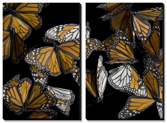 A Monarch Butterfly (Danaus Plexippus)-Joel Sartore-Stretched Canvas