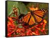 A Monarch Butterfly Rests on the Flowers of a Pagoda Plant-null-Framed Stretched Canvas