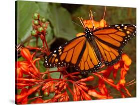 A Monarch Butterfly Rests on the Flowers of a Pagoda Plant-null-Stretched Canvas