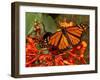 A Monarch Butterfly Rests on the Flowers of a Pagoda Plant-null-Framed Premium Photographic Print