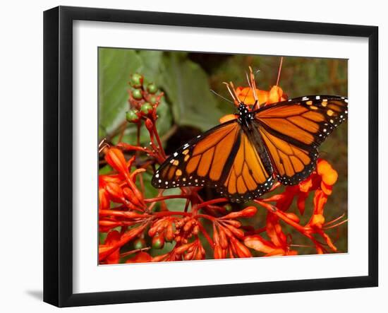 A Monarch Butterfly Rests on the Flowers of a Pagoda Plant-null-Framed Premium Photographic Print