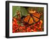 A Monarch Butterfly Rests on the Flowers of a Pagoda Plant-null-Framed Premium Photographic Print