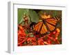 A Monarch Butterfly Rests on the Flowers of a Pagoda Plant-null-Framed Premium Photographic Print