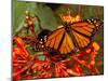 A Monarch Butterfly Rests on the Flowers of a Pagoda Plant-null-Mounted Premium Photographic Print
