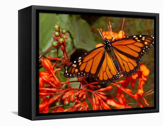 A Monarch Butterfly Rests on the Flowers of a Pagoda Plant-null-Framed Stretched Canvas